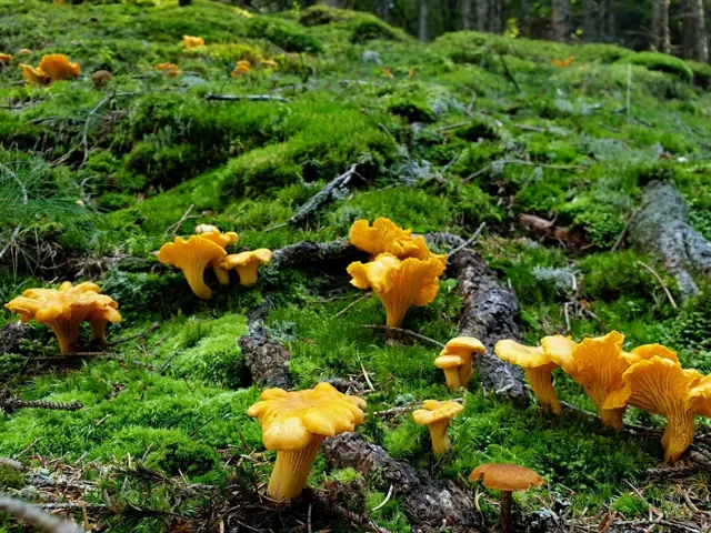 Лисички на моховом покрове